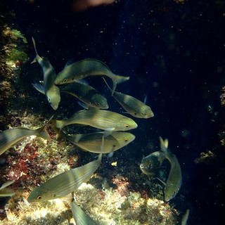 Sottocosta …a cura di Ghjuvan Pasquale