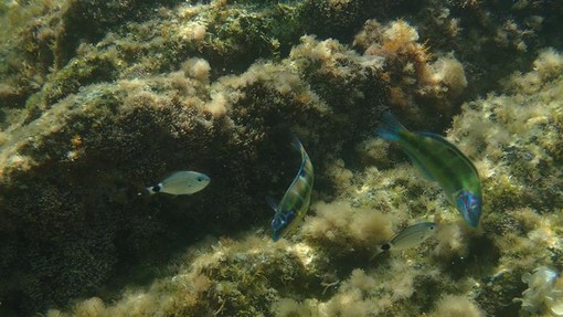 Sottocosta …a cura di Ghjuvan Pasquale Sottocosta …a cura di Ghjuvan Pasquale