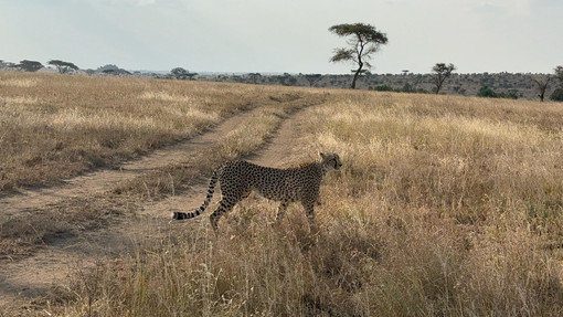 Safari in Tanzania. Cosa vedere in 7 giorni Safari in Tanzania. Cosa vedere in 7 giorni