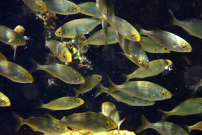 Sottocosta …a cura di Ghjuvan Pasquale Sottocosta …a cura di Ghjuvan Pasquale