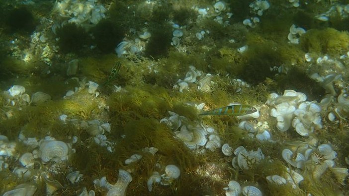 Sottocosta …a cura di Ghjuvan Pasquale