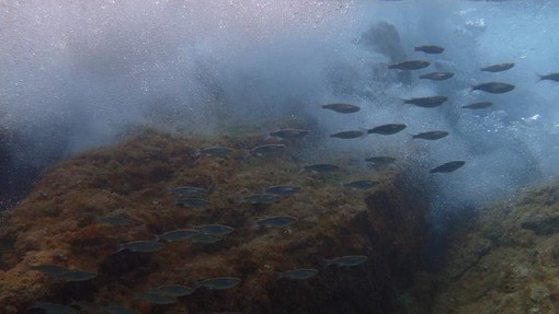 Sottocosta …a cura di Ghjuvan Pasquale