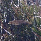 Sottocosta …a cura di Ghjuvan Pasquale Sottocosta …a cura di Ghjuvan Pasquale