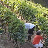 Vigne e vini a Saint Paul de Vence