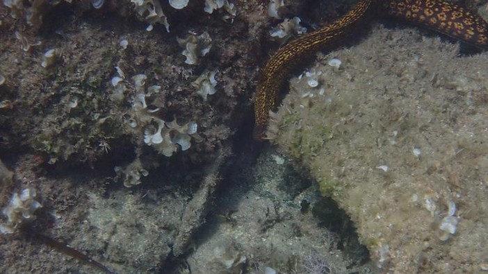 Sottocosta …a cura di Ghjuvan Pasquale