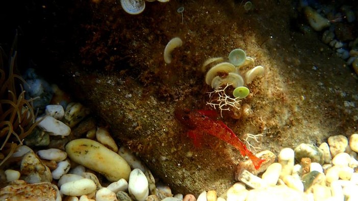 Sottocosta …a cura di Ghjuvan Pasquale Sottocosta …a cura di Ghjuvan Pasquale