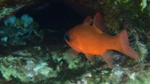 Sottocosta …a cura di Ghjuvan Pasquale Sottocosta …a cura di Ghjuvan Pasquale