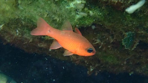 Sottocosta …a cura di Ghjuvan Pasquale