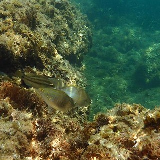 Sottocosta …a cura di Ghjuvan Pasquale