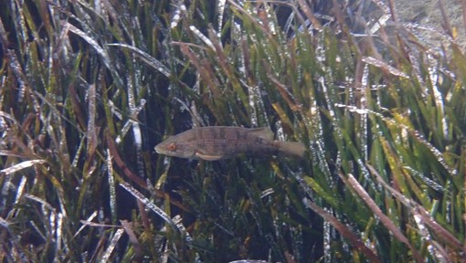 Sottocosta …a cura di Ghjuvan Pasquale