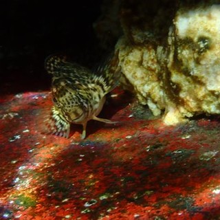 Sottocosta …a cura di Ghjuvan Pasquale