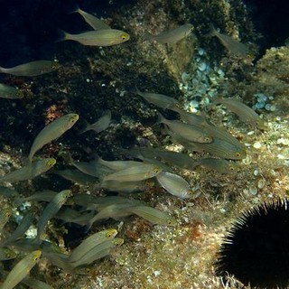 Sottocosta …a cura di Ghjuvan Pasquale