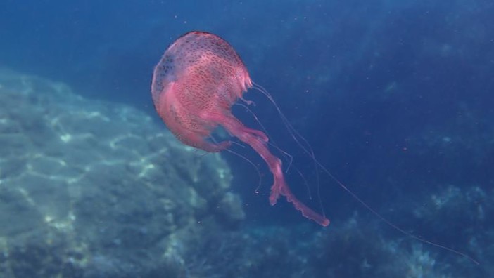 Sottocosta …a cura di Ghjuvan Pasquale