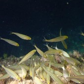 Sottocosta …a cura di Ghjuvan Pasquale Sottocosta …a cura di Ghjuvan Pasquale