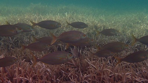 Sottocosta …a cura di Ghjuvan Pasquale Sottocosta …a cura di Ghjuvan Pasquale