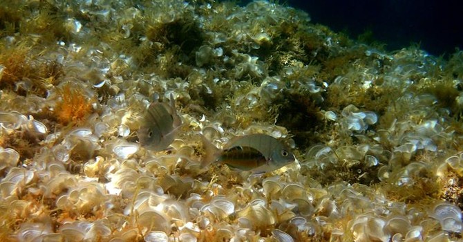 Sottocosta …a cura di Ghjuvan Pasquale