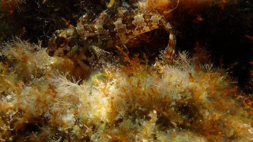 Sottocosta …a cura di Ghjuvan Pasquale Sottocosta …a cura di Ghjuvan Pasquale