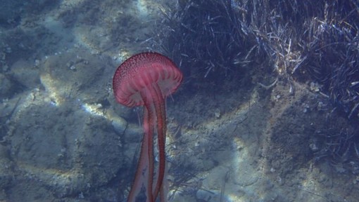 Sottocosta …a cura di Ghjuvan Pasquale