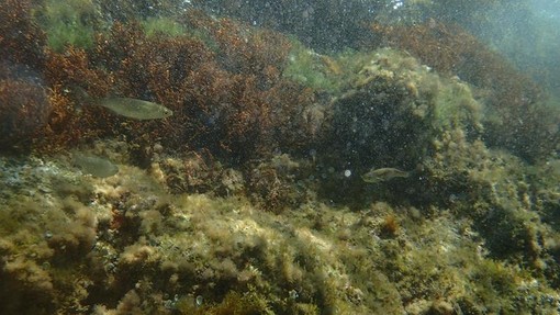 Sottocosta …a cura di Ghjuvan Pasquale