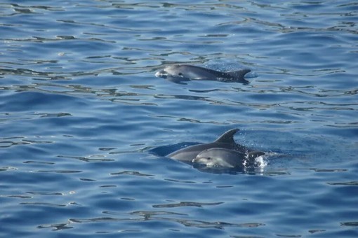 Osservazione dei cetacei nel Mar Mediterraneo: un'imperdibile escursione in barca a vela nel Santuario Pelagos Osservazione dei cetacei nel Mar Mediterraneo: un'imperdibile escursione in barca a vela nel Santuario Pelagos