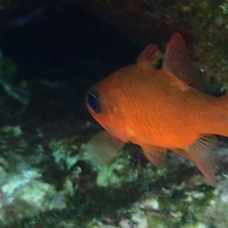 Sottocosta …a cura di Ghjuvan Pasquale