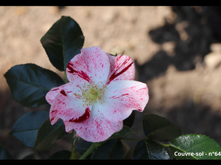 Trophée PIAGET ROSE - Couvre-sol Simsalabim® KORnekcraz.