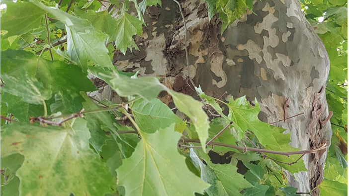 Stanotte e domani a Mentone il trattamento contro il platano tigre (Foto DR Ville de Menton) Stanotte e domani a Mentone il trattamento contro il platano tigre (Foto DR Ville de Menton)