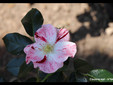 Trophée PIAGET ROSE - Couvre-sol Simsalabim® KORnekcraz.