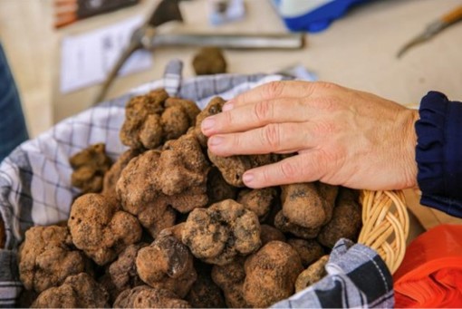 Il tartufo conquista la Costa Azzurra: a Saint-Jean-Cap-Ferrat torna il mercato del tesoro nero Il tartufo conquista la Costa Azzurra: a Saint-Jean-Cap-Ferrat torna il mercato del tesoro nero
