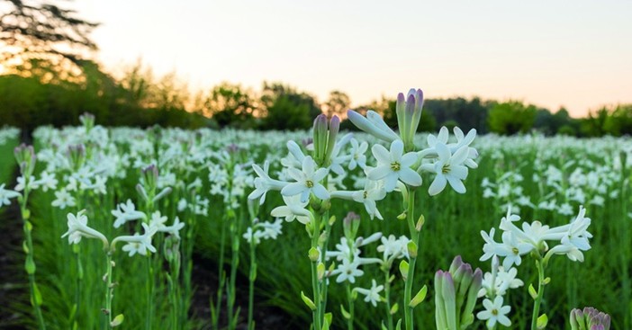 Grasse riscopre la tuberosa, il fiore proibito che incanta i profumieri Grasse riscopre la tuberosa, il fiore proibito che incanta i profumieri