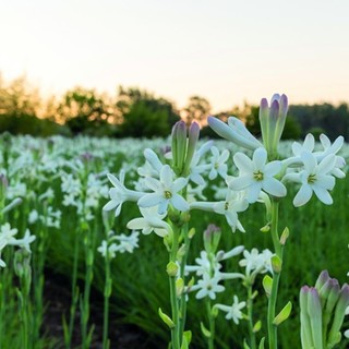 Grasse riscopre la tuberosa, il fiore proibito che incanta i profumieri