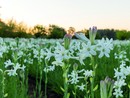 Grasse riscopre la tuberosa, il fiore proibito che incanta i profumieri Grasse riscopre la tuberosa, il fiore proibito che incanta i profumieri