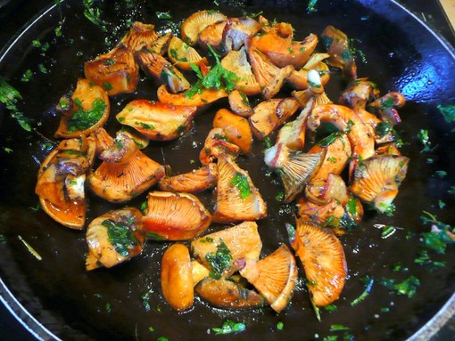 Tian de Sanguins Tian de Sanguins