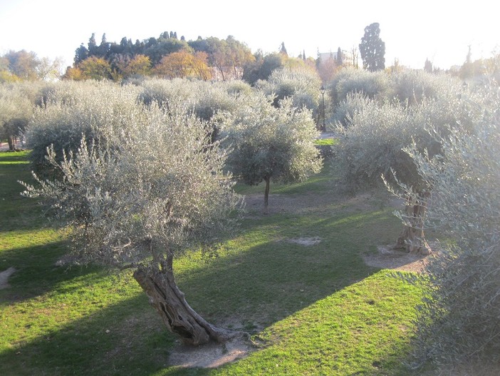 Un uliveto a Nizza