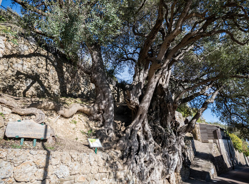 L'Ulivo Millenario di Roquebrune Cap-Martin in lizza per diventare il più bell'albero di Francia