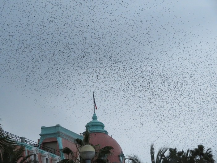 Gli “uccelli neri” di Nizza: la danza autunnale degli storni sulla Promenade Gli “uccelli neri” di Nizza: la danza autunnale degli storni sulla Promenade