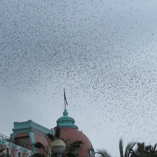 Gli “uccelli neri” di Nizza: la danza autunnale degli storni sulla Promenade Gli “uccelli neri” di Nizza: la danza autunnale degli storni sulla Promenade
