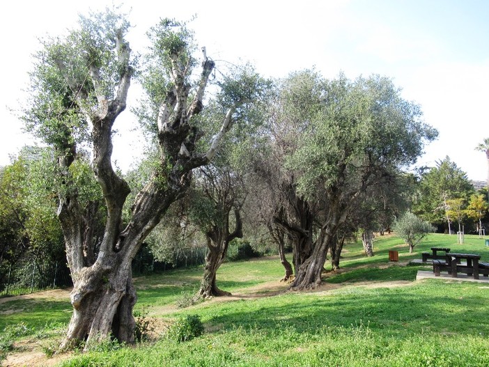 Siccità: la raccolta delle olive in largo anticipo