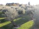 Un uliveto a Nizza