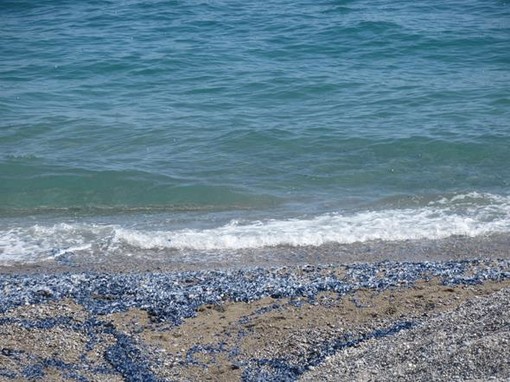La Velella Velella sulle spiagge di Nizza