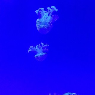 "Medusa" di Veronica Formentini