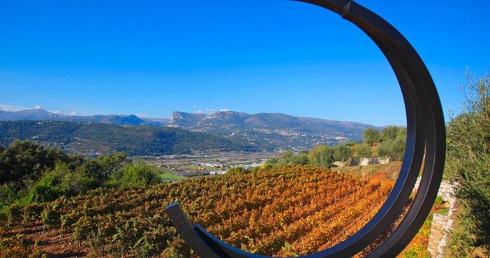 A Nizza la vendemmia scappa dal calendario: il caldo cambia il vino della Côte d’Azur A Nizza la vendemmia scappa dal calendario: il caldo cambia il vino della Côte d’Azur