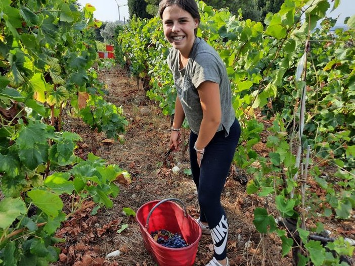 Vendemmia a Bellet, nel Domaine Fogolar. Foto di Danilo Radaelli