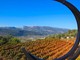 A Nizza la vendemmia scappa dal calendario: il caldo cambia il vino della Côte d’Azur A Nizza la vendemmia scappa dal calendario: il caldo cambia il vino della Côte d’Azur