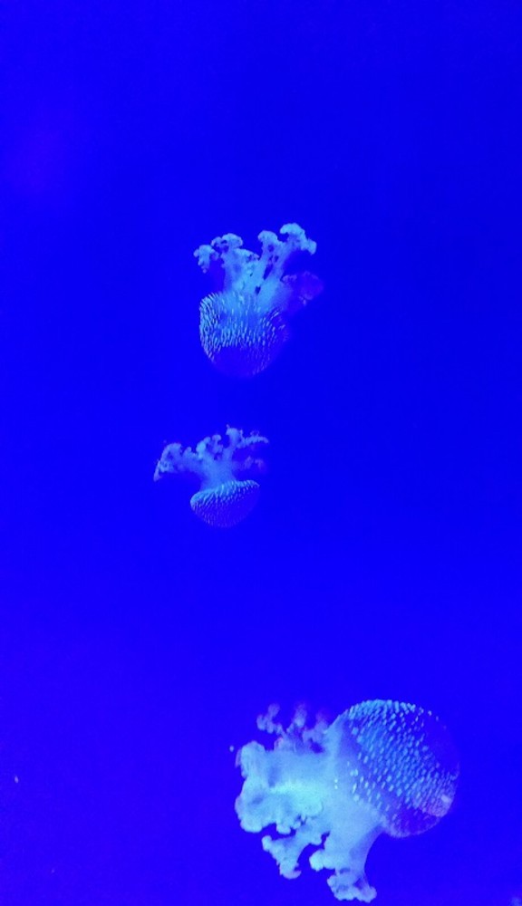 "Medusa" di Veronica Formentini