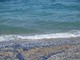 La Velella Velella sulle spiagge di Nizza