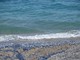 La Velella Velella sulle spiagge di Nizza La Velella Velella sulle spiagge di Nizza