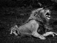 Lion se faisant mordre par son lionceau, réserve nationale du Maasaï Mara, Kenya