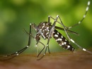 Nizza dichiara guerra alle zanzare tigre: 3,6 milioni di insetti già neutralizzati