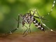 Dipartimento delle Alpi Marittime: segnalata la probabile circolazione del virus del Nilo Occidentale Dipartimento delle Alpi Marittime: segnalata la probabile circolazione del virus del Nilo Occidentale